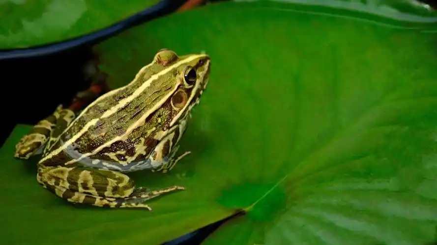 池塘里的青蛙荷叶清新摄影高清桌面壁纸图片大全