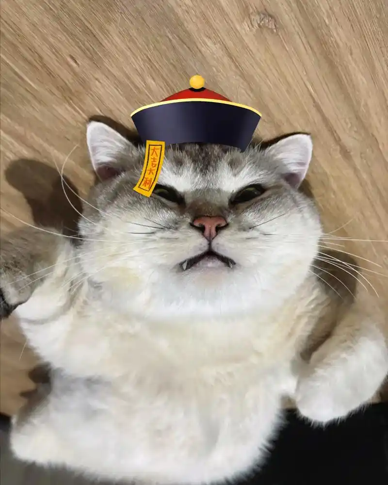 僵尸喵 已经被成功收服了98 #萌宠 #猫咪表情包 - 抖音