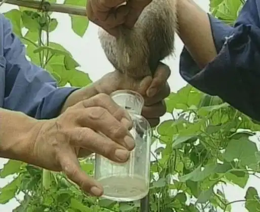 人工麝香的功效与麝香对人体副作用
