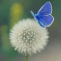 微信头像花植物【点击鼠标右键下载】