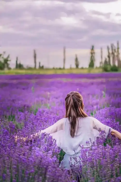 摇曳着紫色浪漫清蓝色的赛里木湖"金缎镶边"喀拉峻草原万物闻讯悸动
