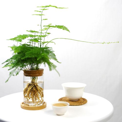 水培文竹罗汉松水植物办公室桌面室内盆栽水养盆栽净化空气去甲醛