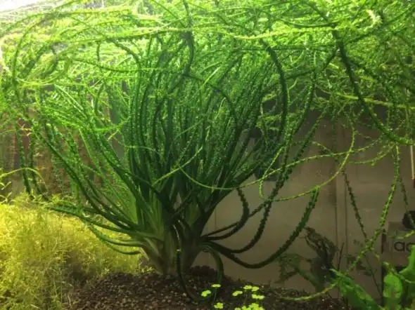 降价出一颗超大龙鞭草直径超过5cm