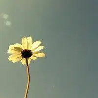 微信头像清新淡雅唯美【点击鼠标右键下载】