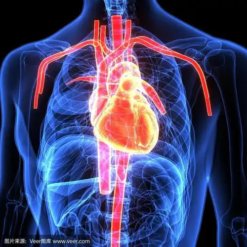 人体器官三维示意图(心脏解剖)