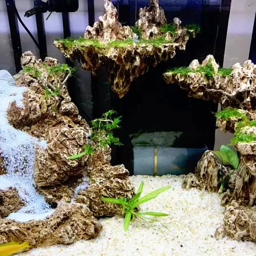 60缸造景细节图