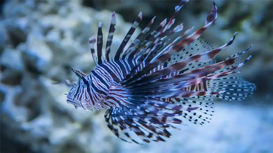 海洋凶猛狮子鱼高清桌面壁纸