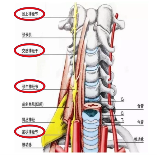 作祟---交感型颈椎病_交感神经型颈椎病_发病原因_症状表现_治疗方式