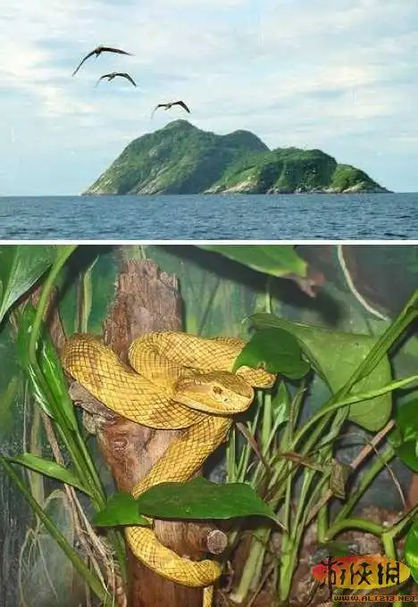 盘点世界七座神奇蛇岛 巴西无人小岛毒蛇遍布