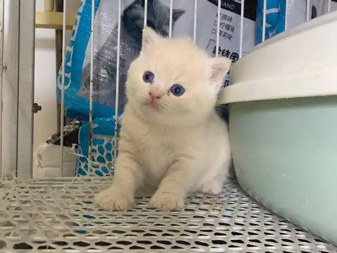 实拍包子脸英短乳猫
