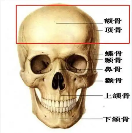 今天,咱们来聊聊国外女明星们和发际线的那些事儿