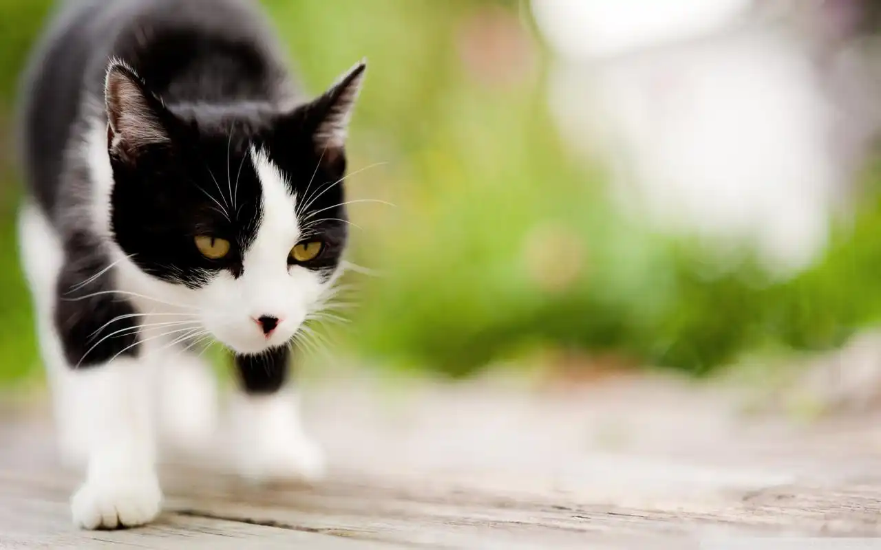 可爱调皮的超萌喵星人小猫特写图片桌面壁纸高清(一)