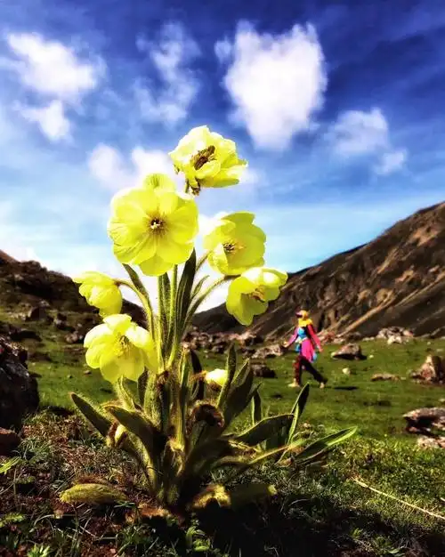 生态云南高山美人绿绒蒿