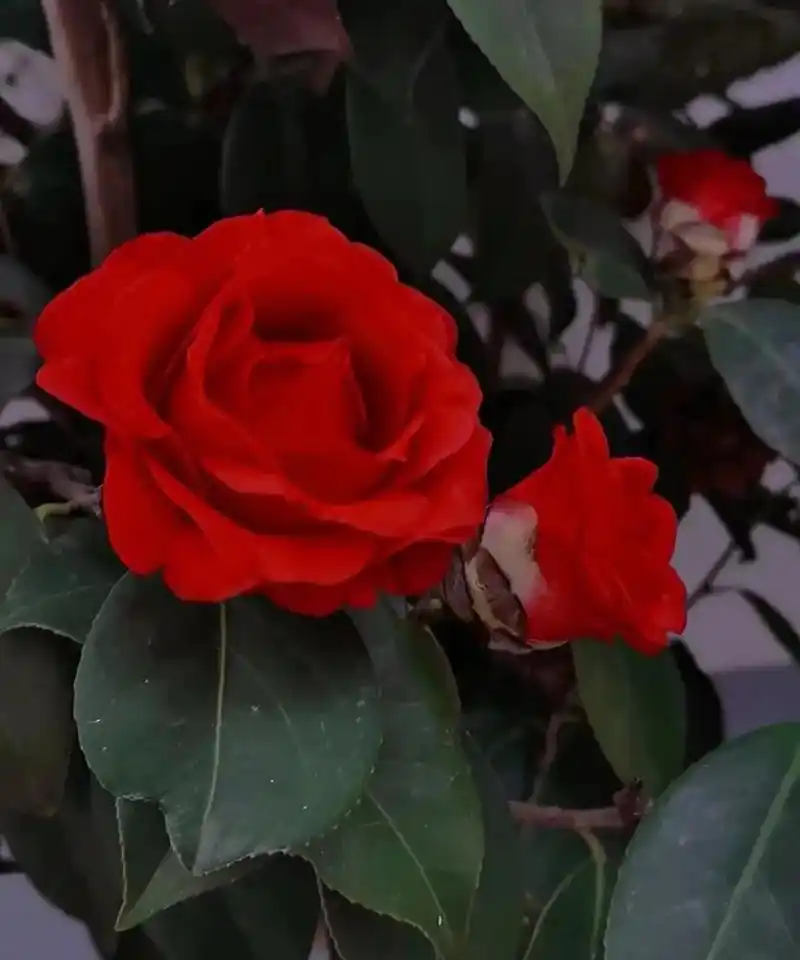 开满的红色山茶花,就一眼让人心情愉悦的无以言表! 它的高洁,天生丽质