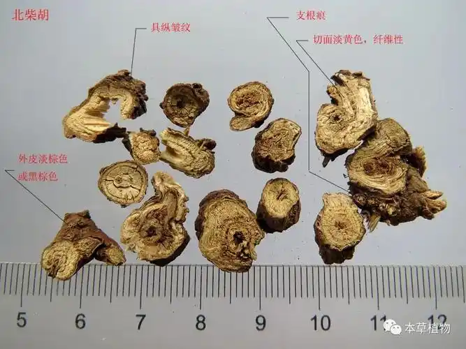 防风饮片;图片来源:冬凌草 43,柴胡:伞形科植物柴胡(北柴胡)或狭叶