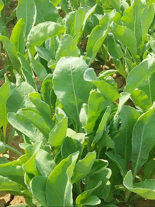 【板蓝根包子】中药理论:对人体清热泻火,败毒除湿,是炎炎夏季生活