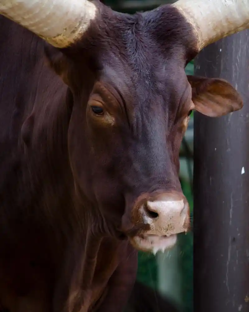 大发怒的公牛,this large bull looks like an animal you dont want