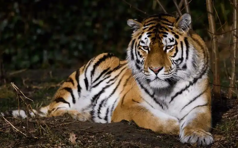 东北虎极致美丽画面混剪