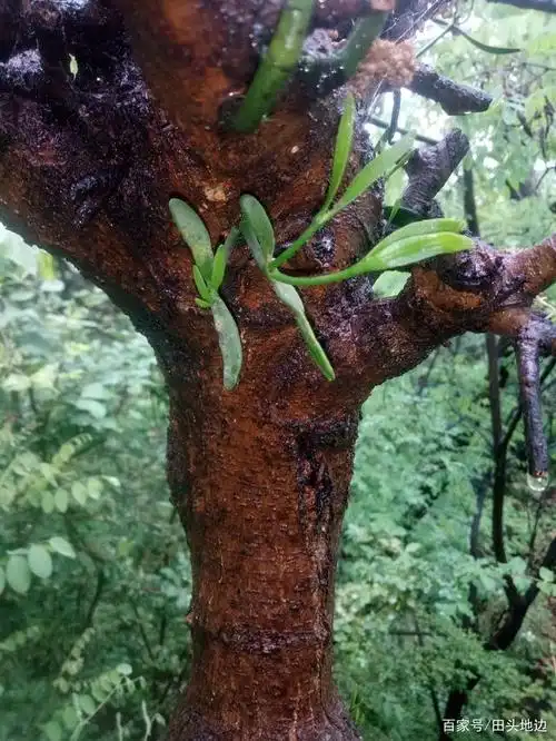 看看树寄生是怎样种植的