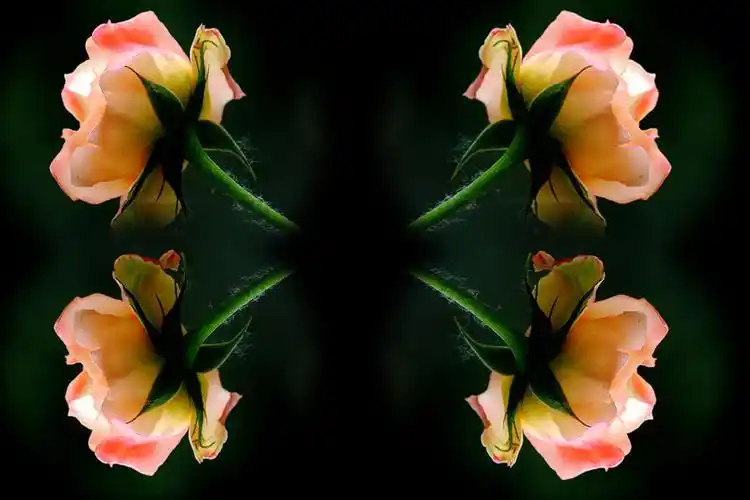 月季花--ps作业 (共p)