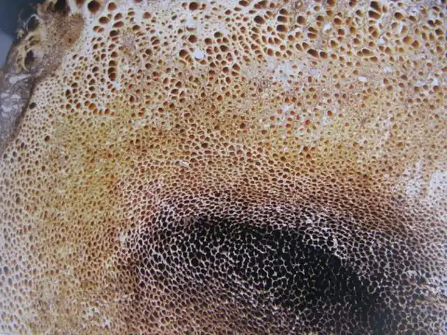 犀牛角的鉴别方法(二)