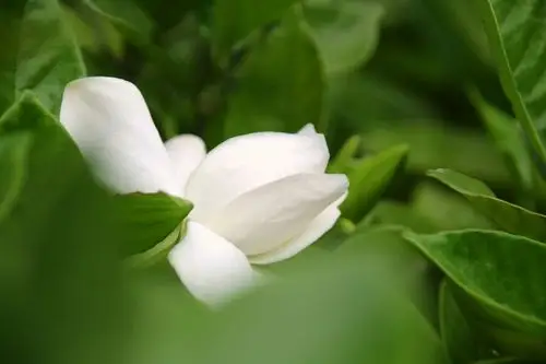 栀子花开 - 美篇