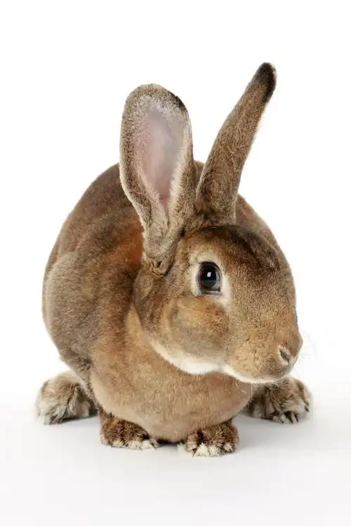 白色的棕色小兔子