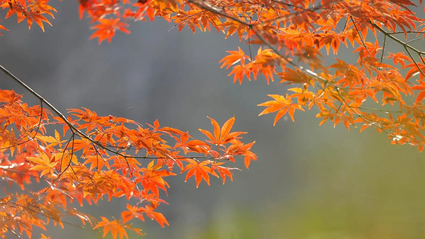 黄色枫叶唯美摄影高清图片桌面壁纸