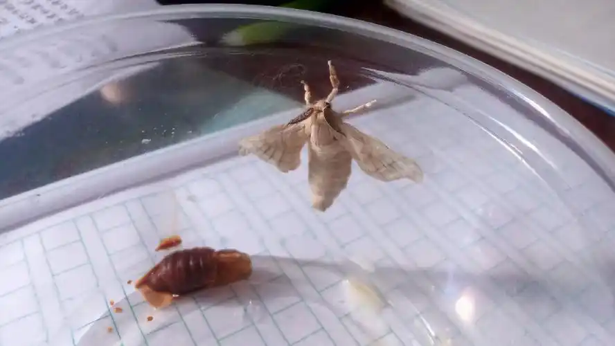 剩下的就是蛹衬(如图左下)p2蚕蛾在茧里出来后会分泌某种物质分解蛋白