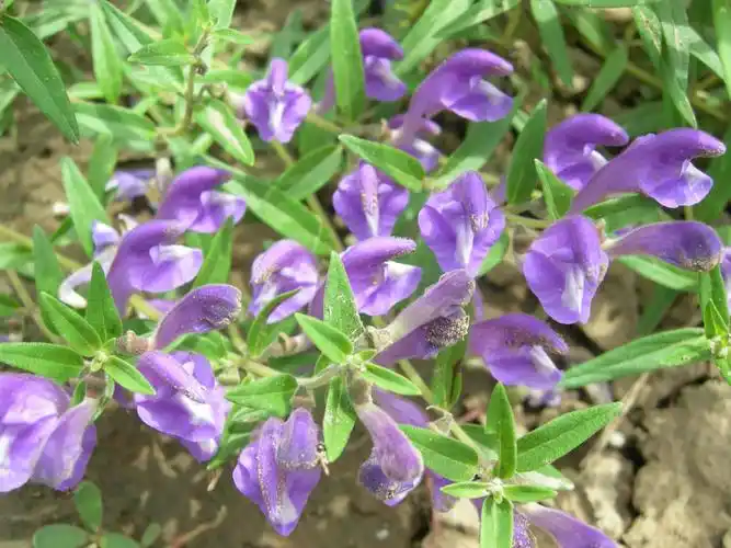 黄芩的药理作用(每日中药——黄芩)