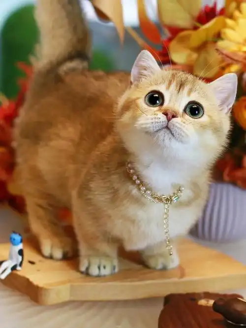 金渐层矮脚猫曼基康短腿猫萌妹杭州猫舍