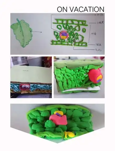 泰山区万官路学校第一届"我型我秀"生物模型展圆满举行