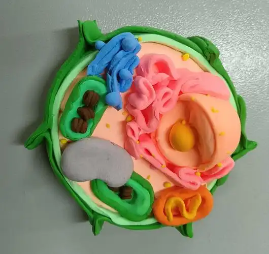 走近细胞的世界探索生命的奥秘高一年级生物模型作品展