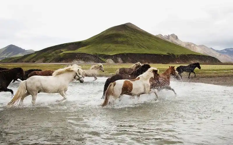 自然动物水风景马animalswaterlandscapehorsenature壁纸图片