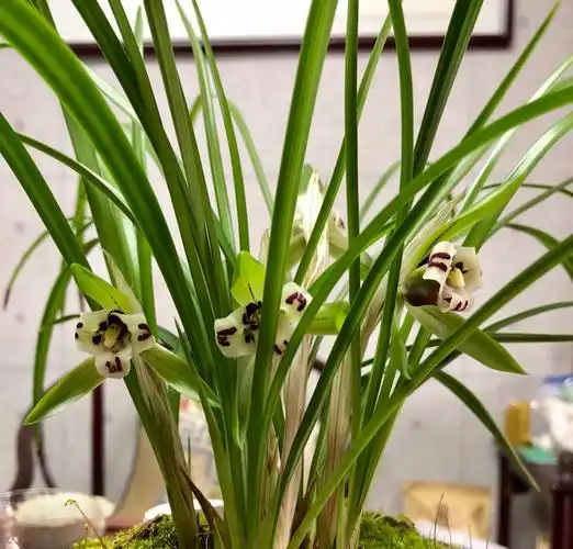 标价一亿两千万的兰花贵州龙有人买吗为什么总有天价兰花