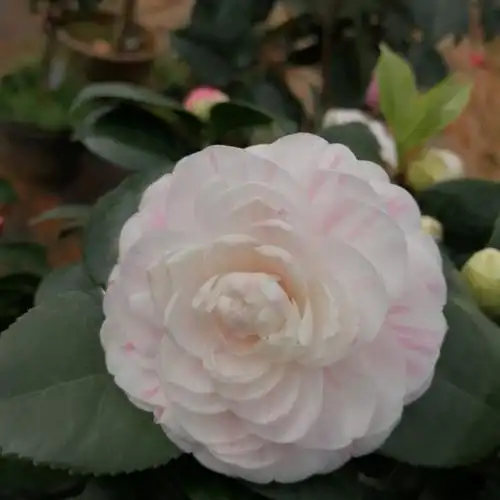 十八学士茶花盆栽白底多色木本花卉阳台窗台庭院绿植好养易活 五年苗