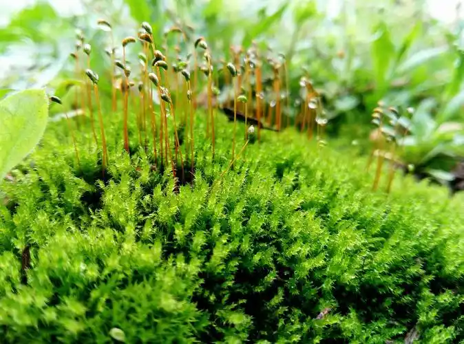 微距下的苔藓植物.