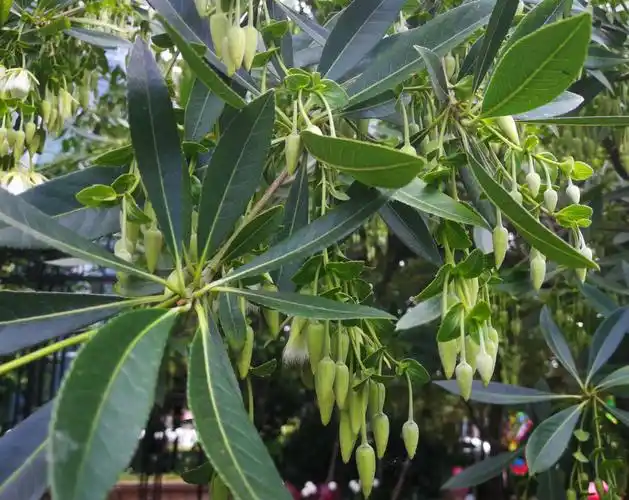 请欣赏水石榕又称水杨柳