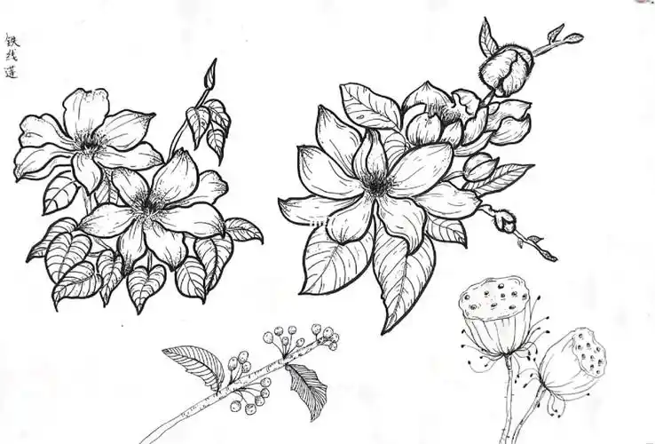 花卉线描