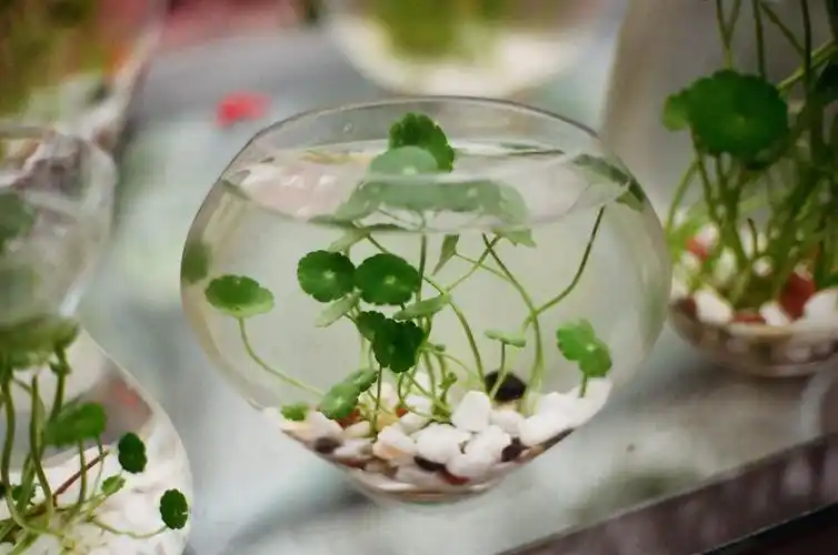 盘点极易存活,适合懒人在家养殖的水培植物