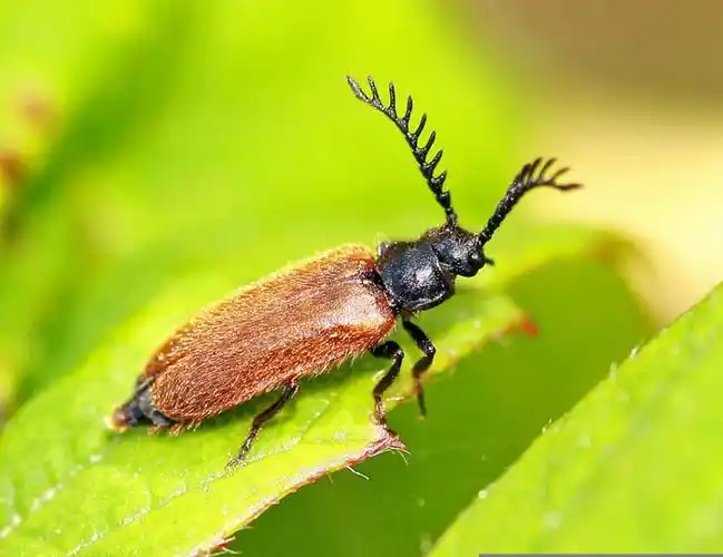 g. 栉齿状触角蝶类的触角,除丝角蛾外.