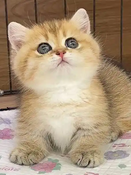 曼基康金虎斑矮脚弟弟找新家