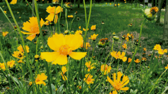 但是树叶颤动的时候,谁也没有看见过风,——徐志摩《我不知道风》她的