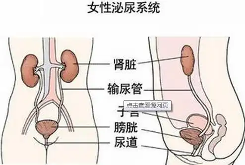 女性出现尿道炎的预防措施