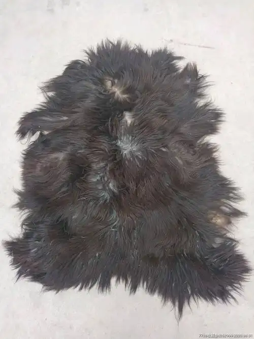 首页 拍卖 其他生活用具 >> 老皮子,狗皮【奔康堂