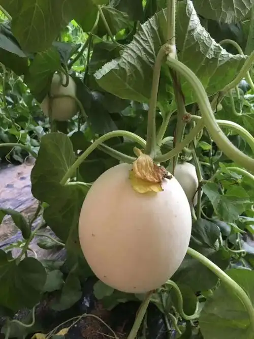 正品 正宗山东玉菇甜瓜-4.