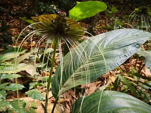 好厉害的植物,大名就叫老虎须!