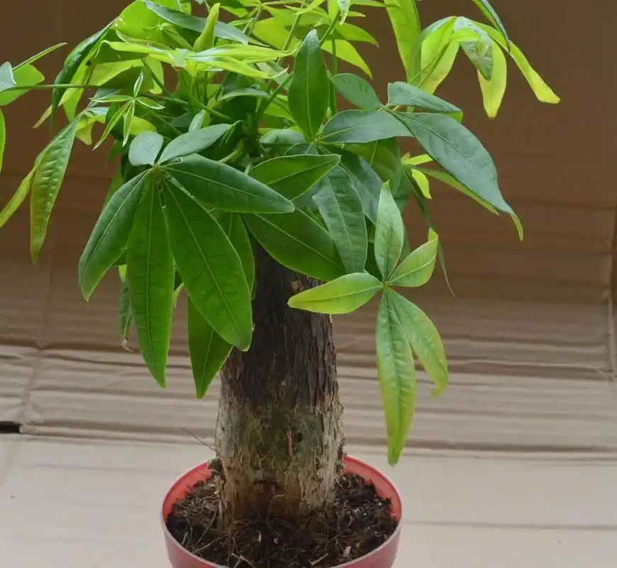 发财树怎么养才能更旺盛(发财树怎么养才能更旺盛视频)