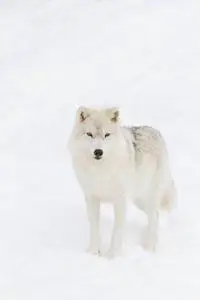 站立行走动物图片