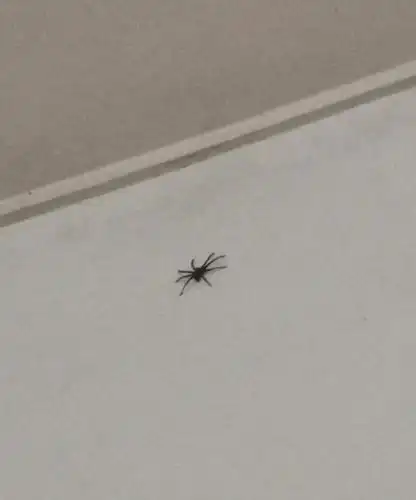 你们害怕蜘蛛吗?(有蜘蛛胆小慎入)